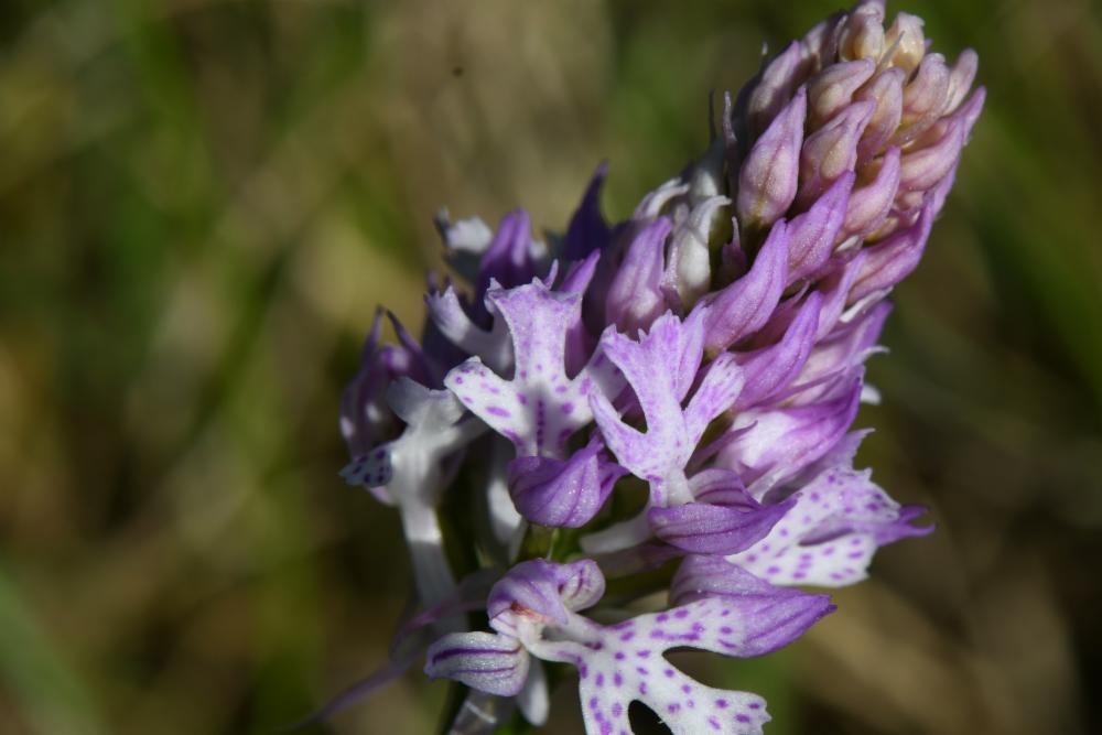 Neotinea tridentata, Orchis tridenté