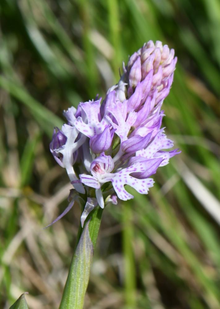 Neotinea tridentata, Orchis tridenté