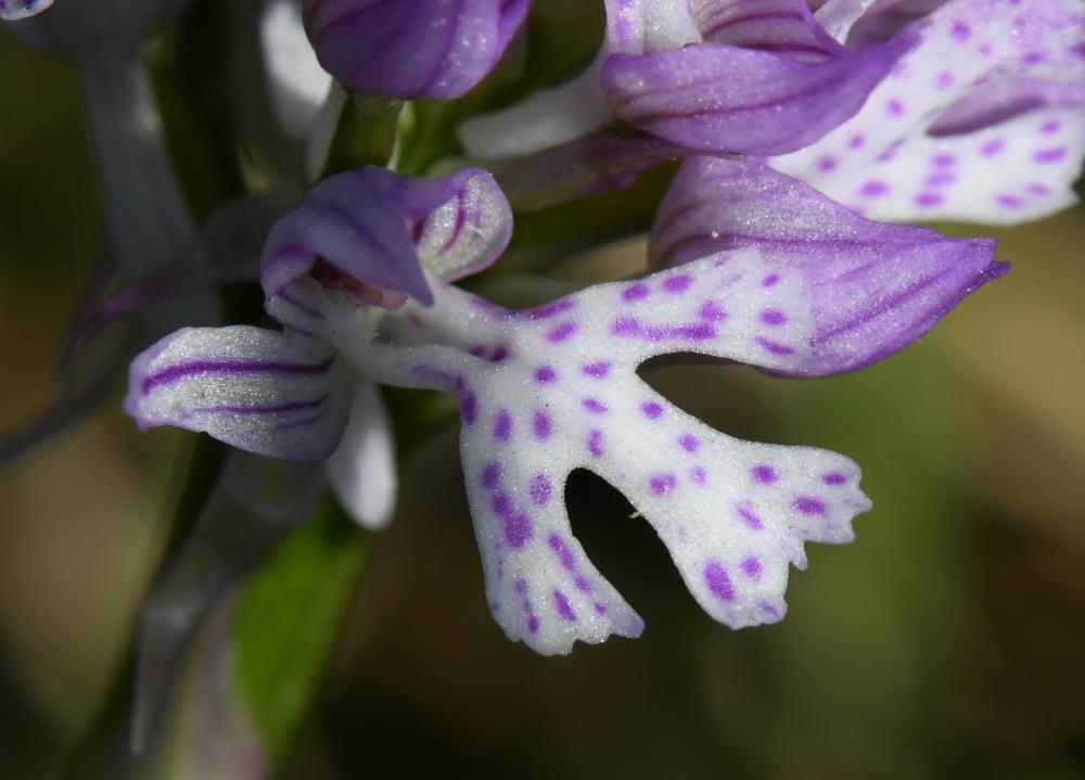 Neotinea tridentata, Orchis tridenté