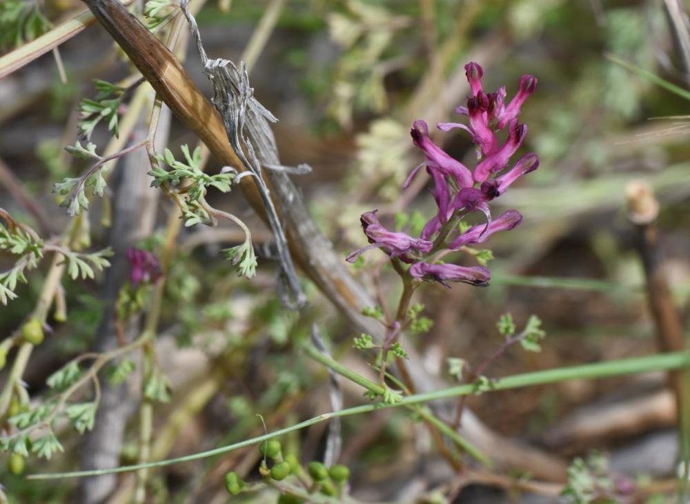 Fumaria officinalis, Fumeterre officinale