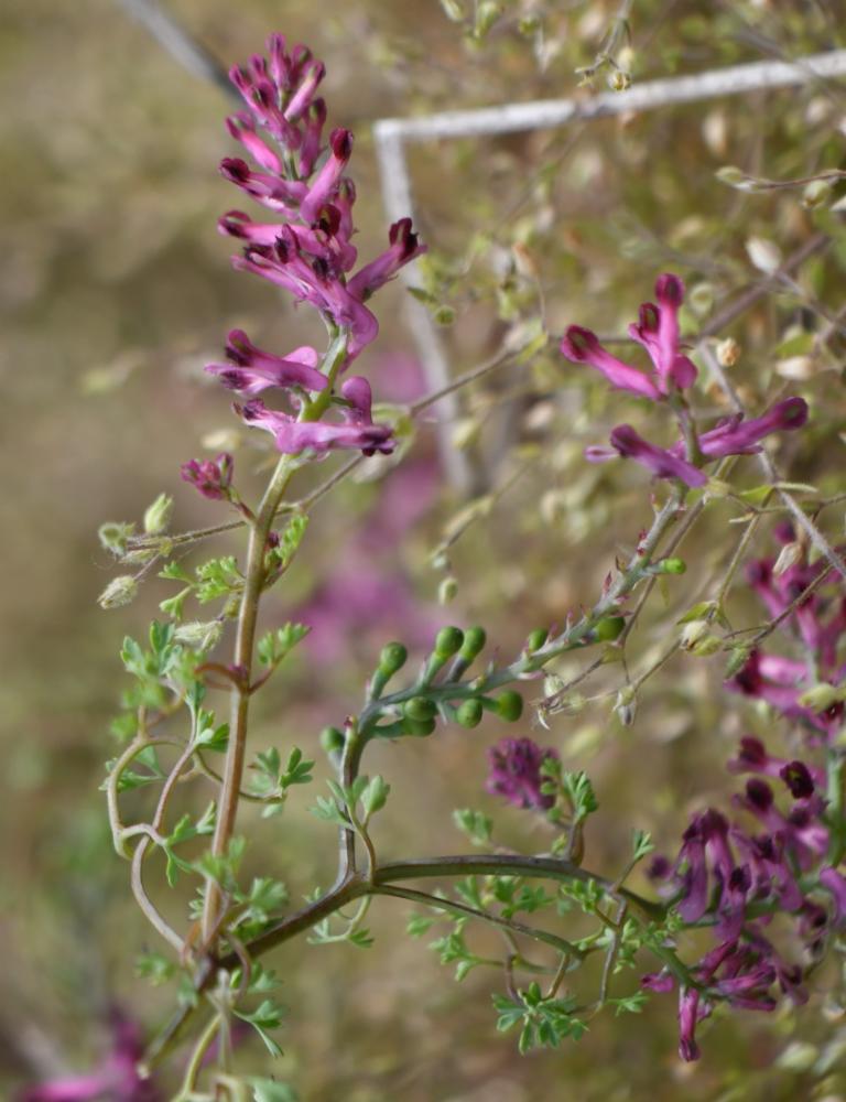Fumaria officinalis, Fumeterre officinale