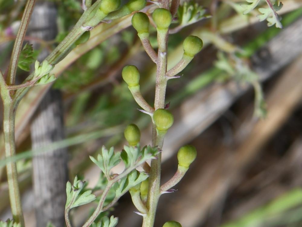 Fumaria officinalis, Fumeterre officinale
