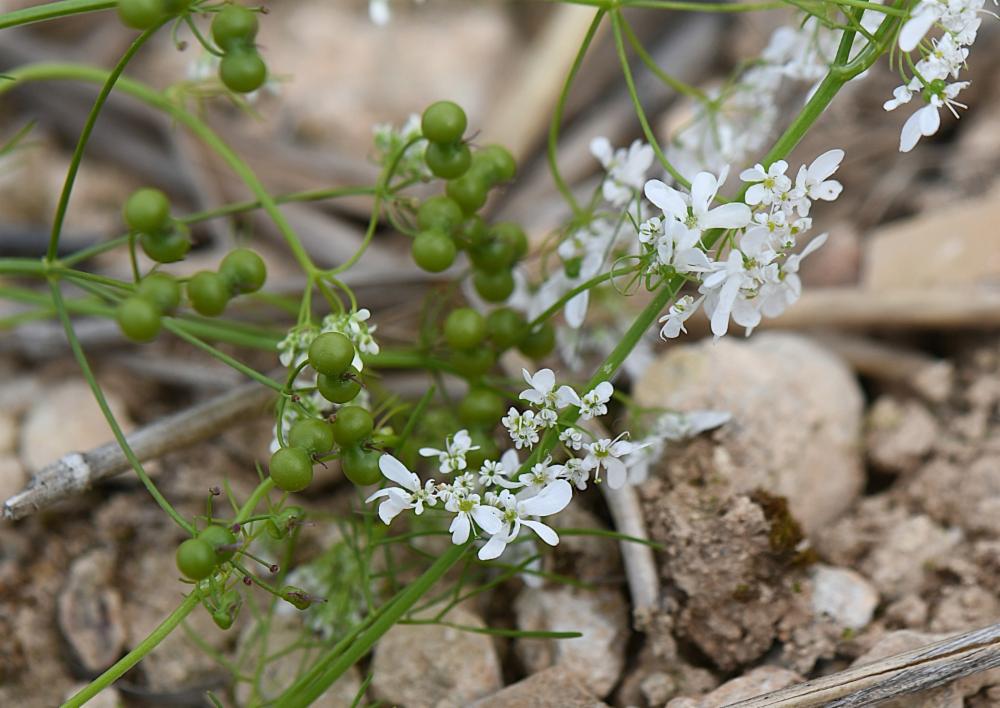 Bifora radians, Bifora rayonnant