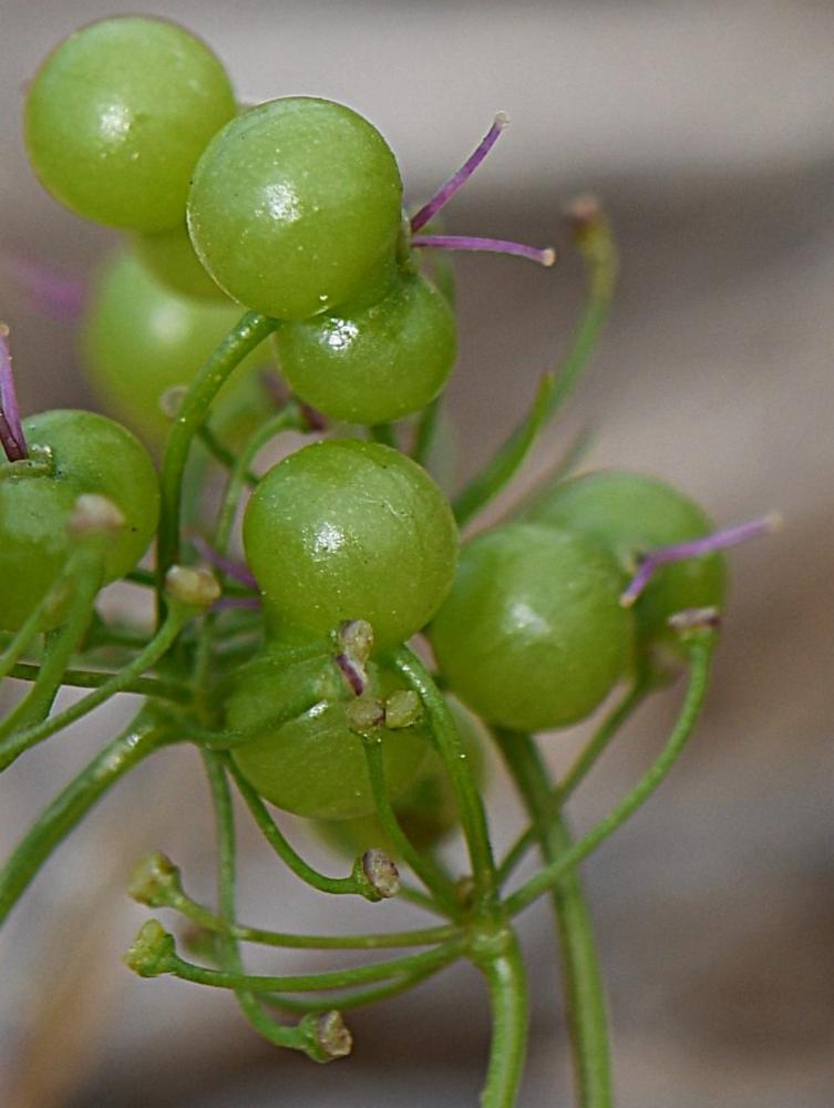 Bifora radians, Bifora rayonnant