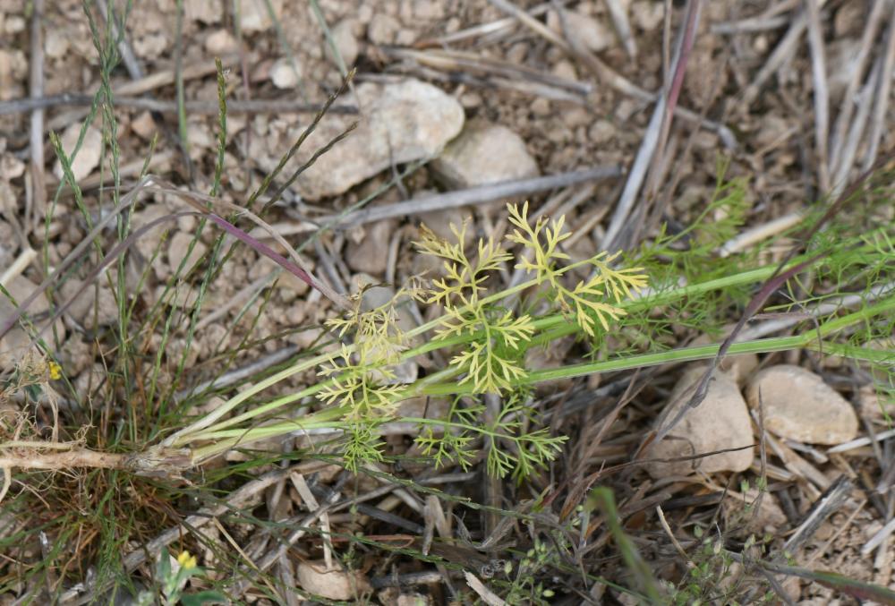 Bifora radians, Bifora rayonnant