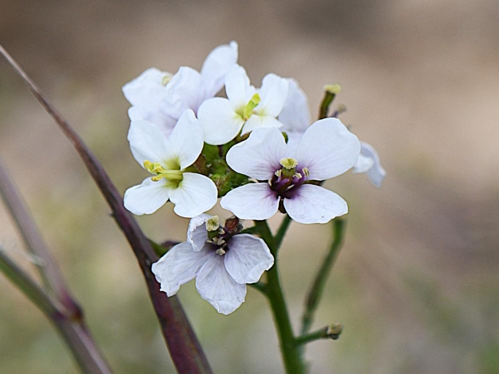 Diplotaxis erucoides, Diplotaxis fausse roquette