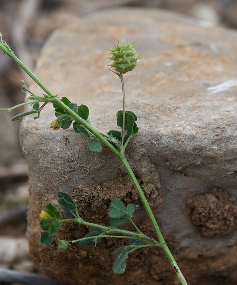 Medicago rigidula, Luzerne de Gérard