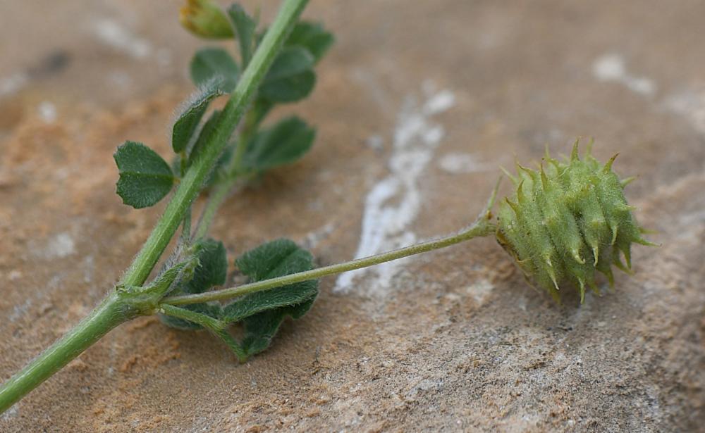 Medicago rigidula, Luzerne de Gérard