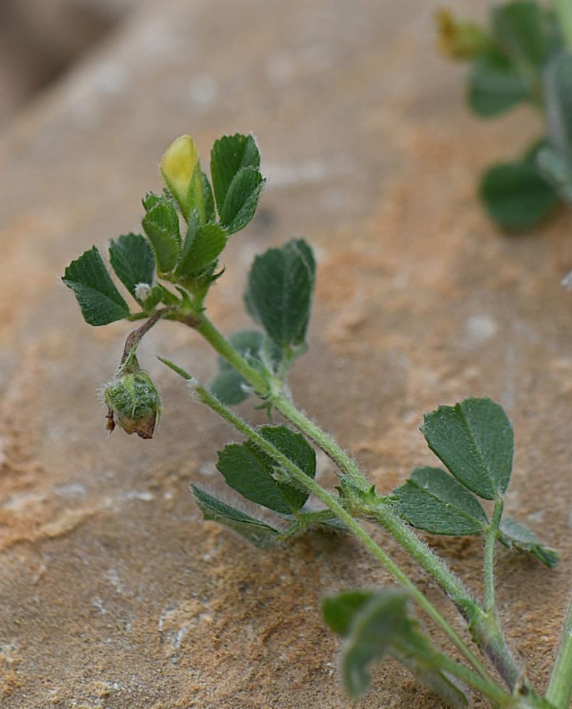 Medicago rigidula, Luzerne de Gérard