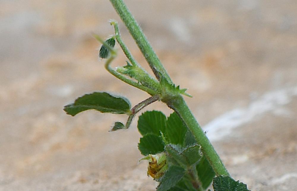 Medicago rigidula, Luzerne de Gérard