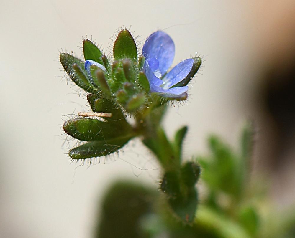 Veronica arvensis, Véronique des champs